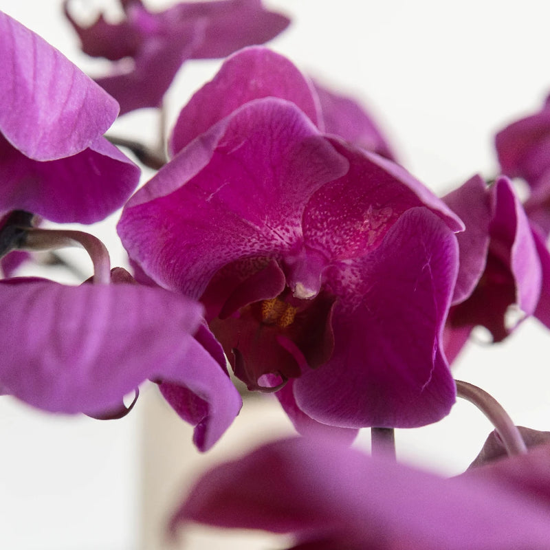 Phalaenopsis - Dark Purple (1 Stem)