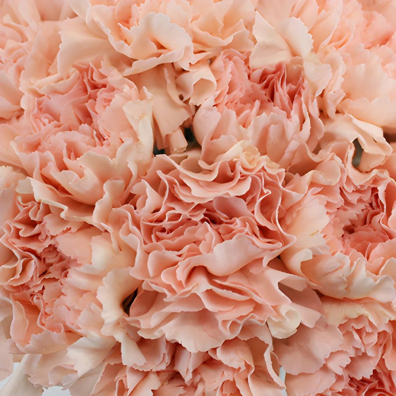 Carnation - Peach Wonder (25 Stems)