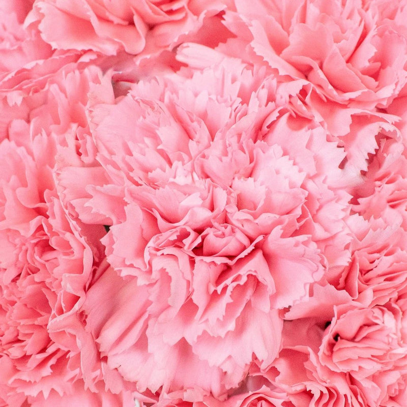 Carnations - Soft Pink (25 Stems)