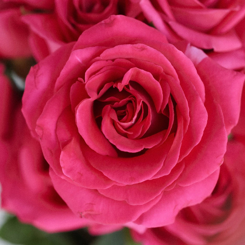 Rose- Pink Flyod (20 Stems)