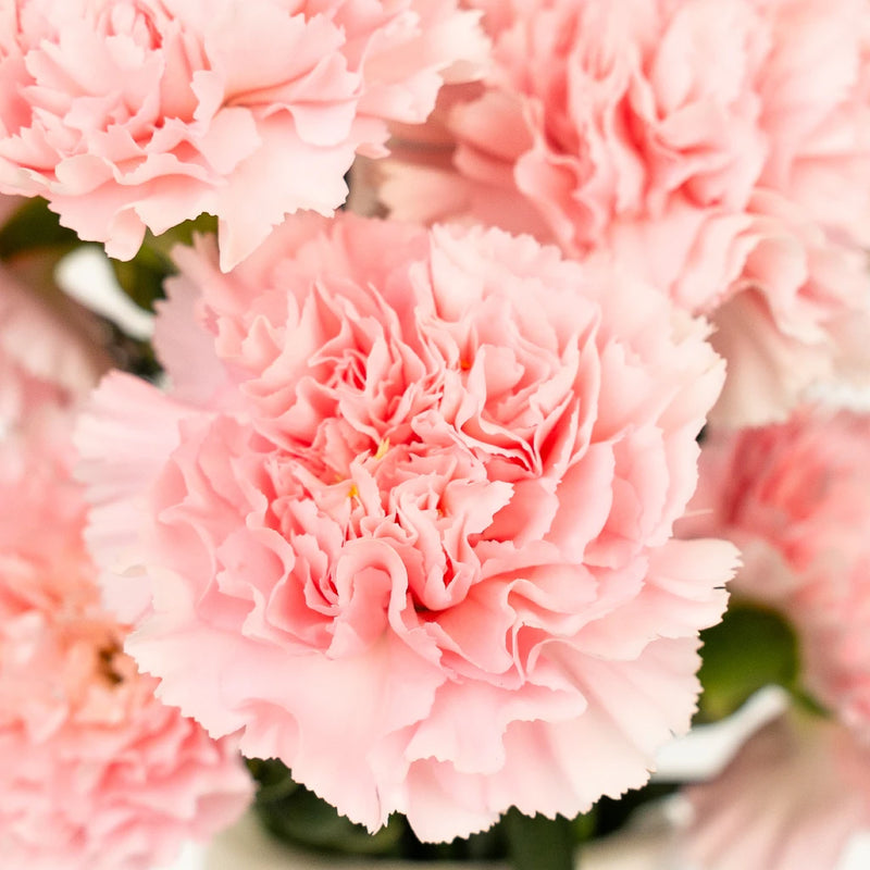 Carnation - Baby Pink (25 Stems)