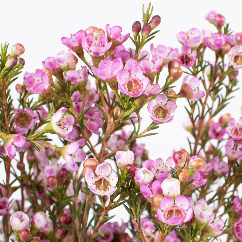 Wax Flower - Pinky Lavender (25 Stems)