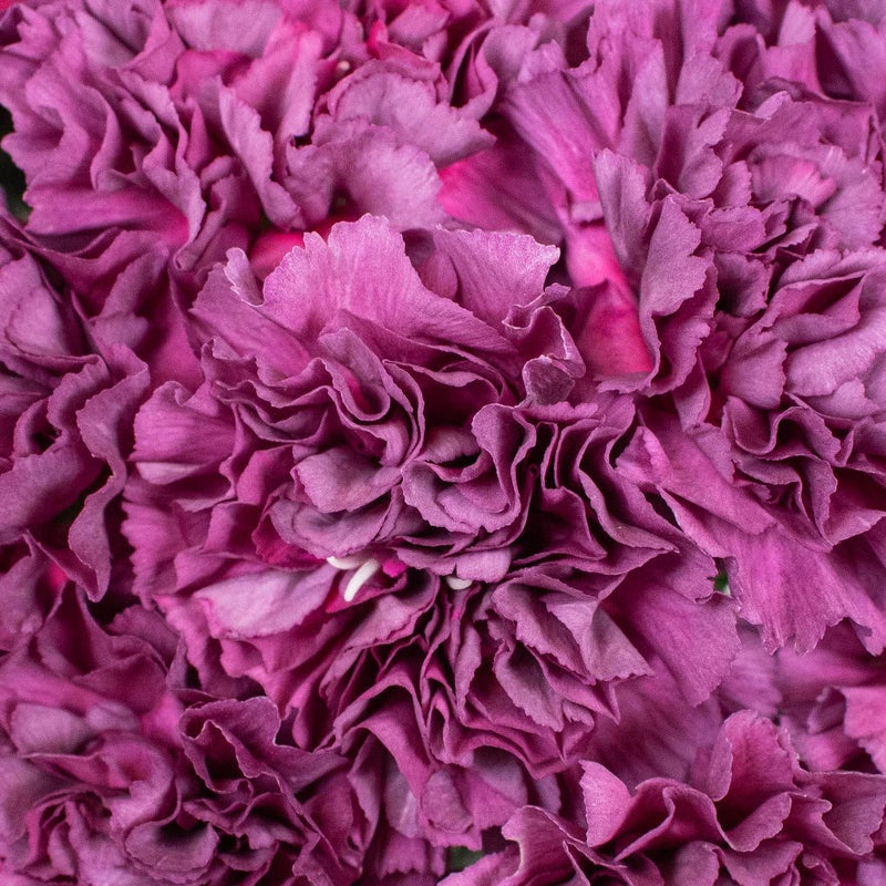 Carnation - Purple (25 Stems)