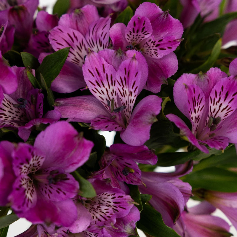 Purple Alstroemeria - Peruvian Lilies (20 Stems)