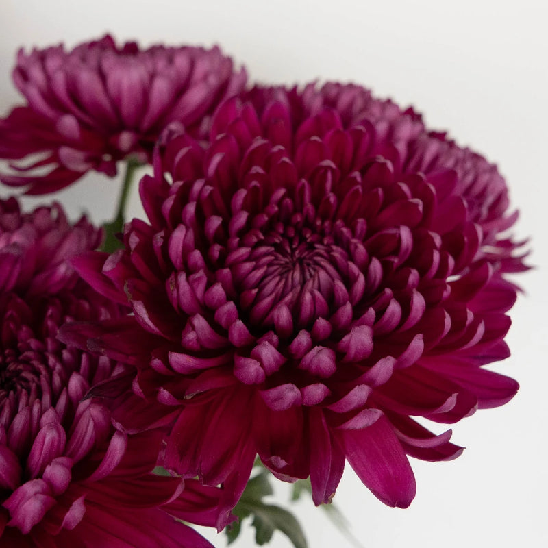 Chrysanthemum - Purpleberry (10 Stems)