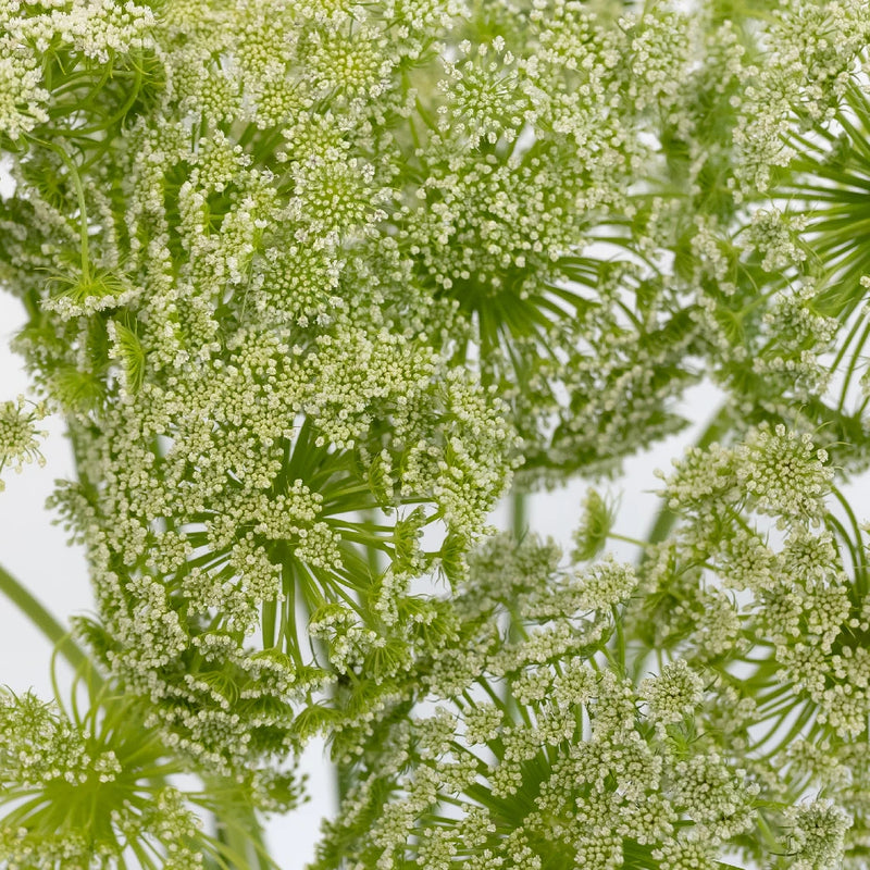 Ammi Majus (10 Stems)