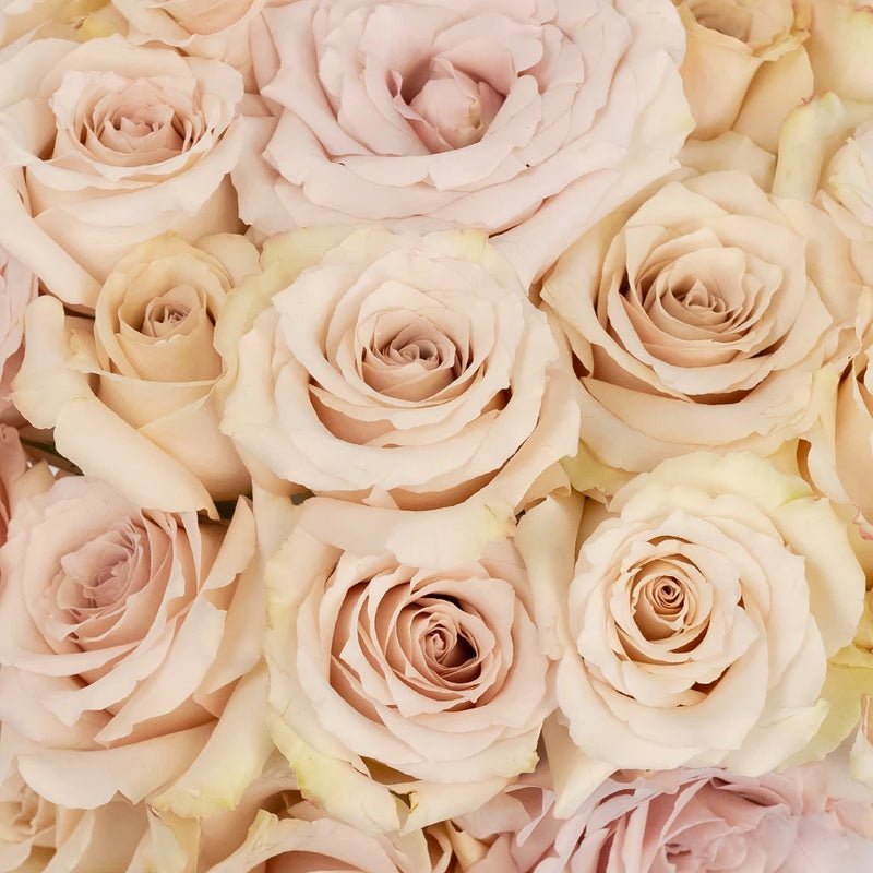 Rose - Peach (20 Stems)