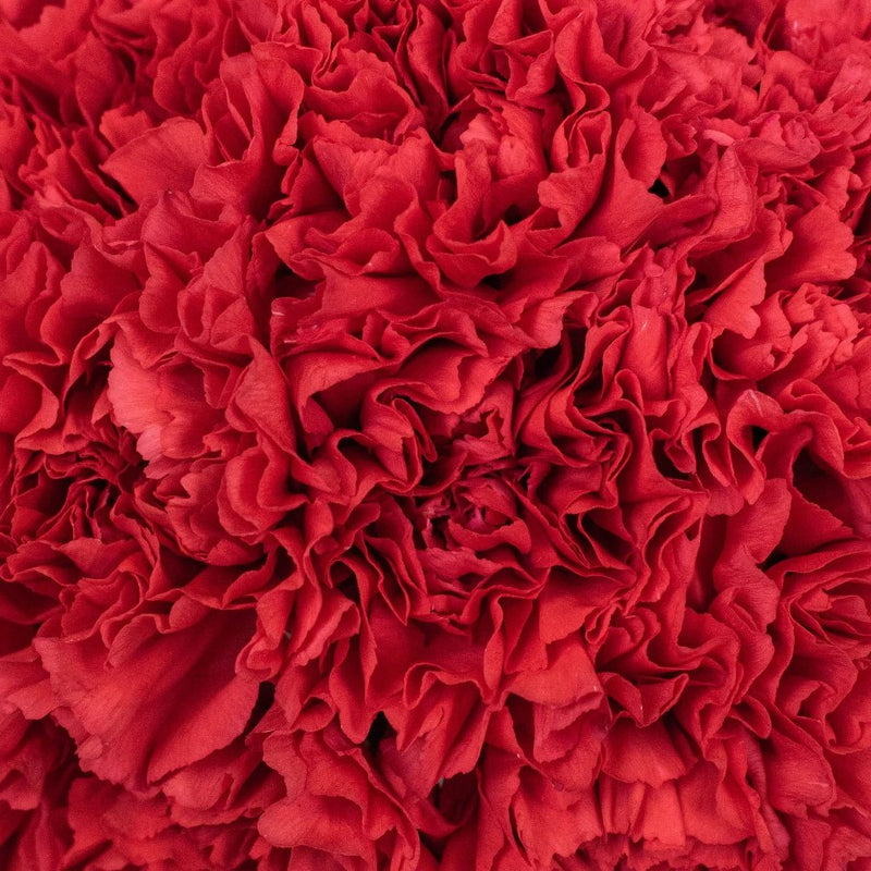 Carnation - Red (25 Stems)