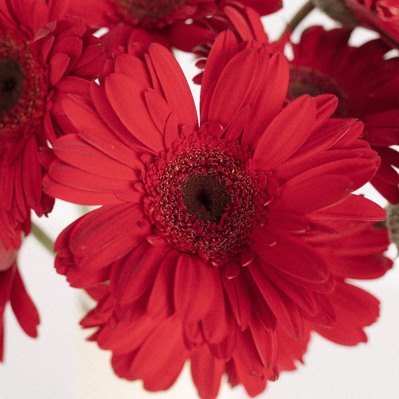 Gerbera - Red (10 Stems)