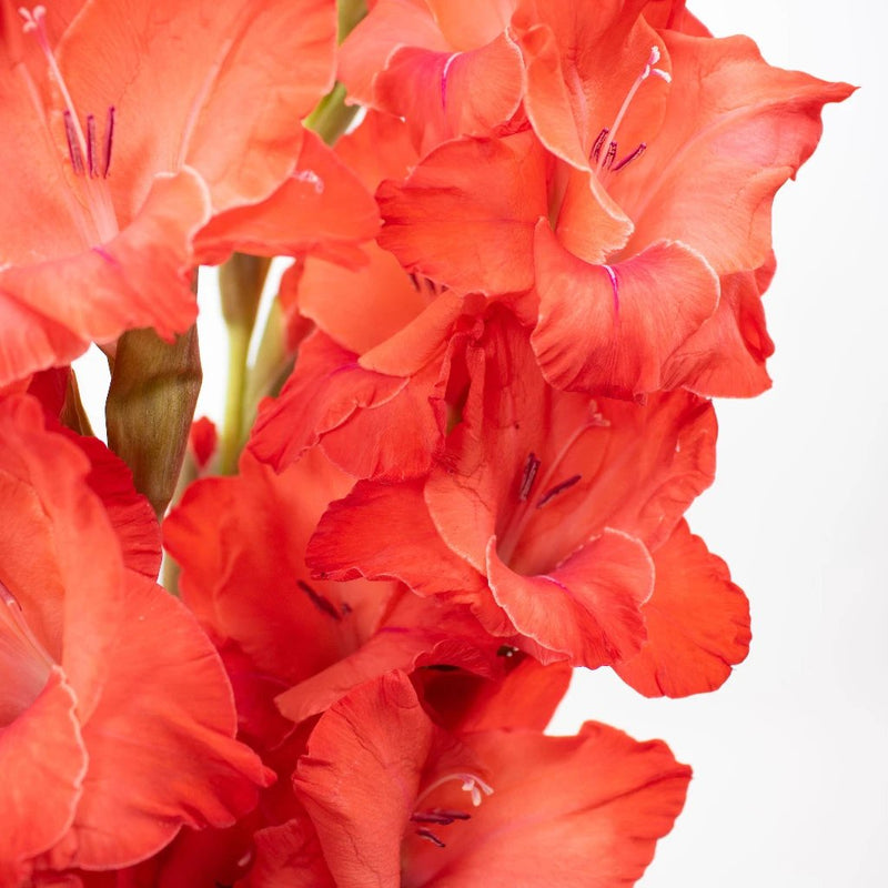 Gladiolus - Red (5 Stems)