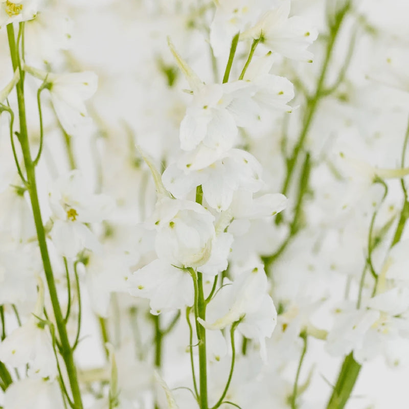 Delphinium - Royal White (7 Stems)