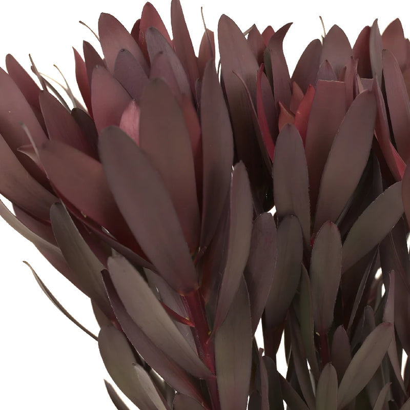 Leucadendron - Safari Sunset (5 Stems)