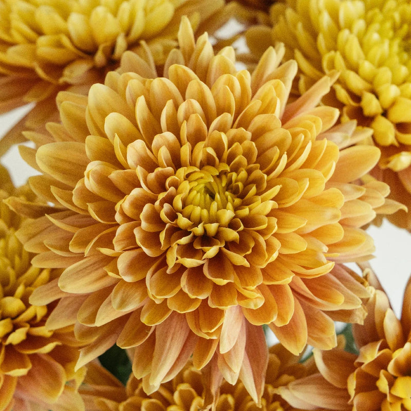 Chrysanthemum - Pumpkin (10 Stems)