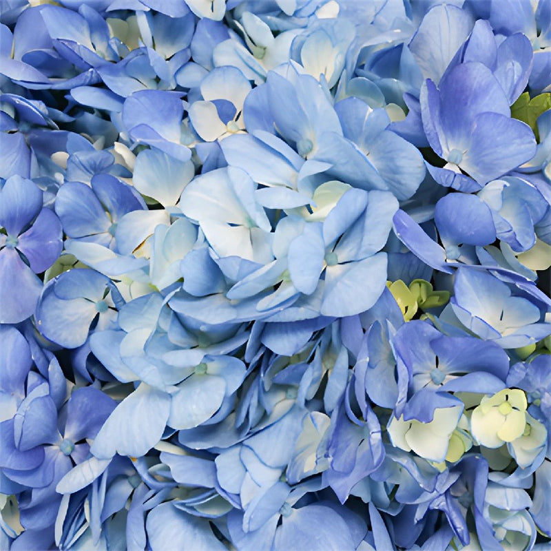 Hydrangea - Shocking Blue Premium (5 Stems)