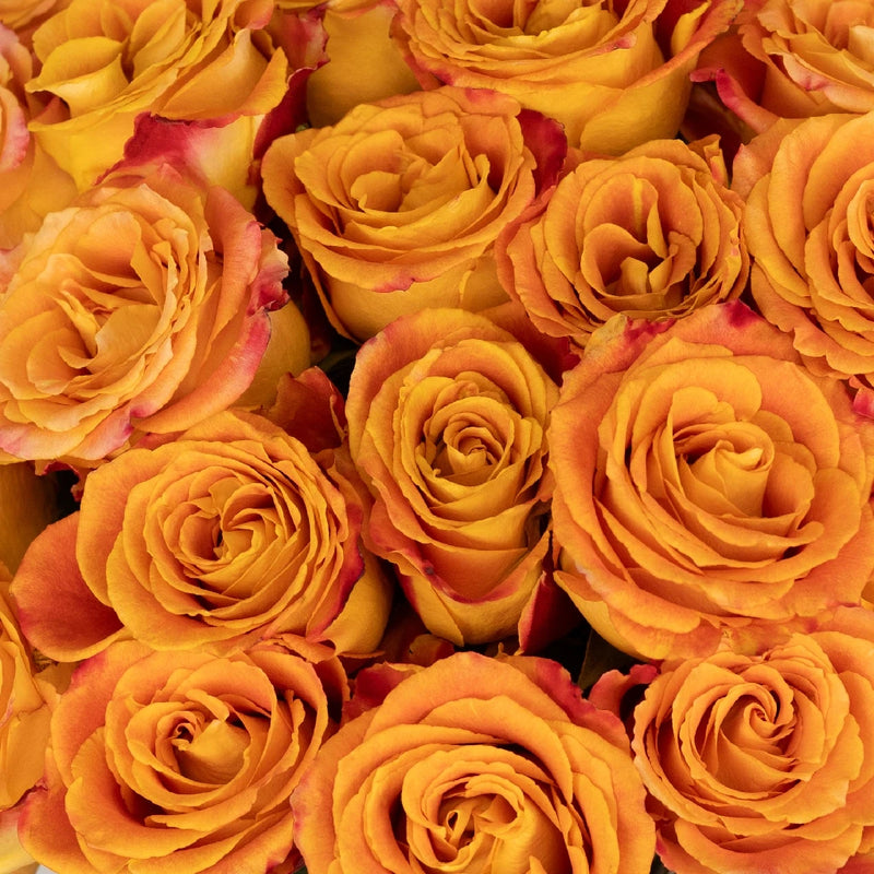 Rose - Silantoi Sunset (20 Stems)