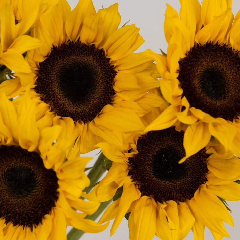 Helianthus - Sunflower (10 stems)