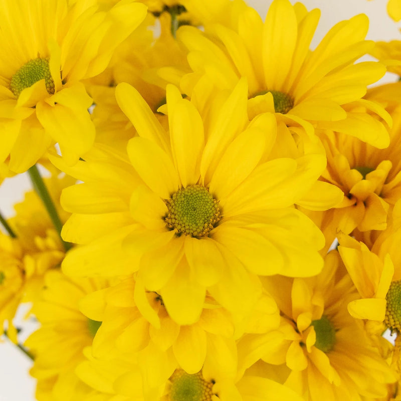 Chrysanthemum - Santini Rossi Sunny (10 Stems)