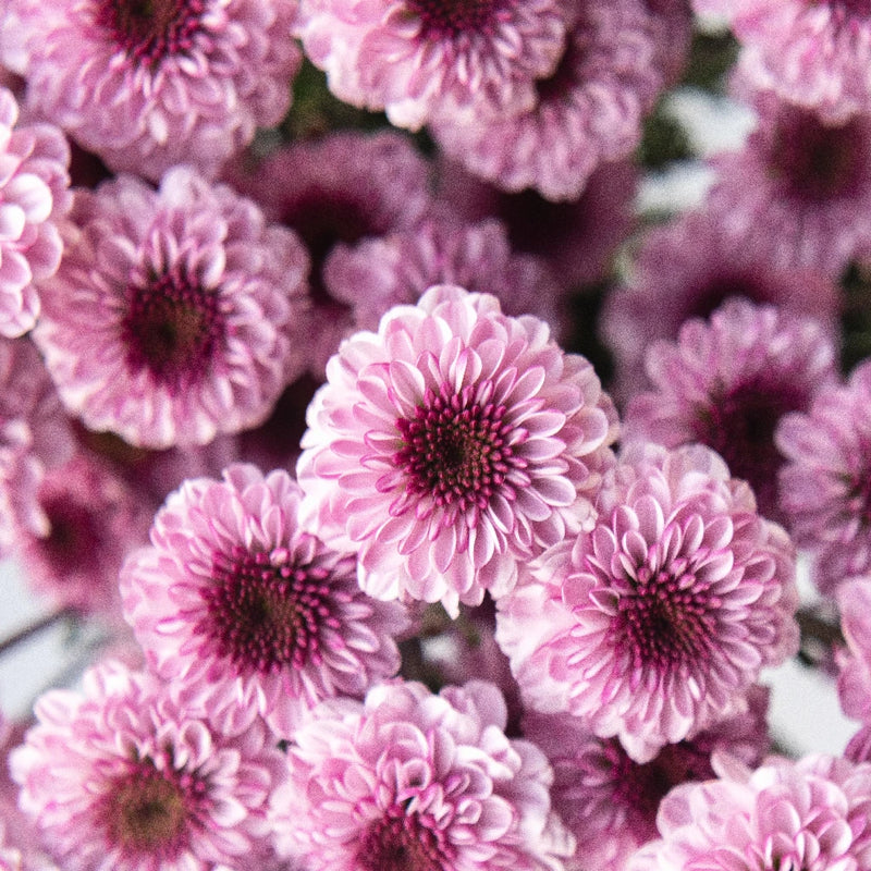 Chrysanthemum - Santini Pink (25 Stems)