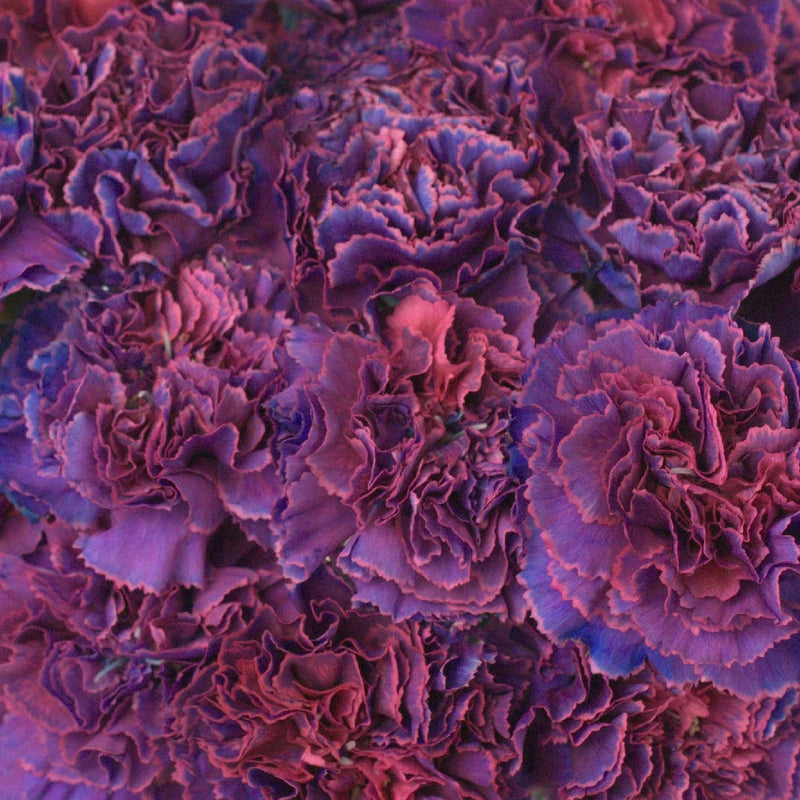 Carnation - Purple Magenta (25 Stems)