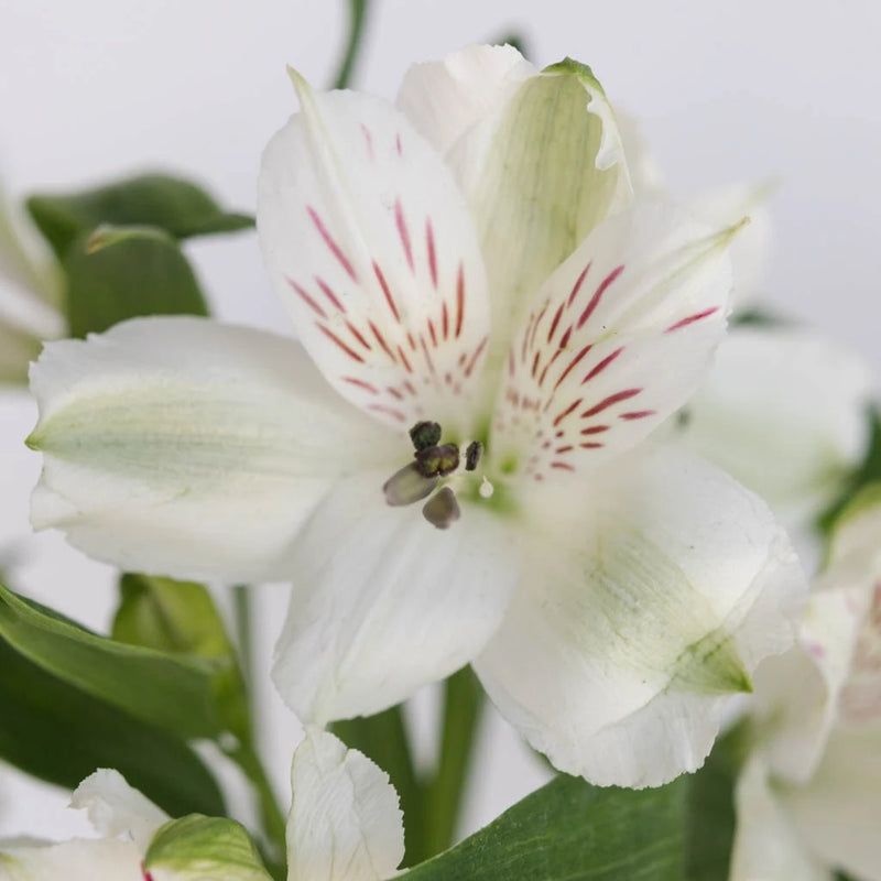 Alstroemeria White - Peruvian Lilies (10 Stems)