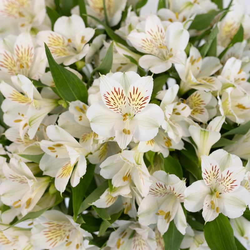 White Blush Alstroemeria -  Peruvian Lilies (20 Stems)