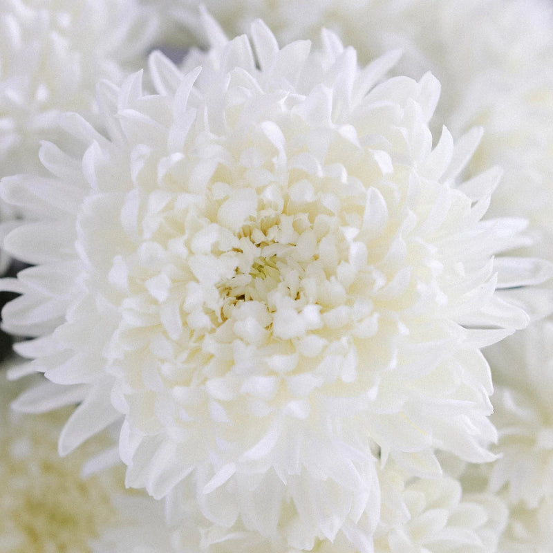 Chrysanthemum - Grand White (10 Stems)