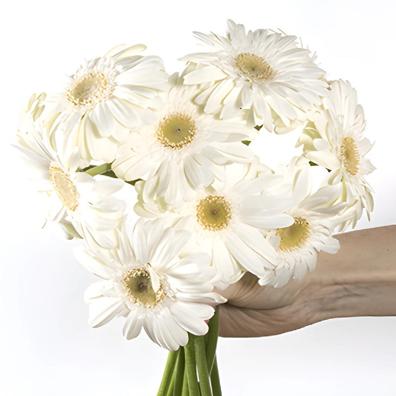 Gerbera - Bone White Mini (30 Stems)