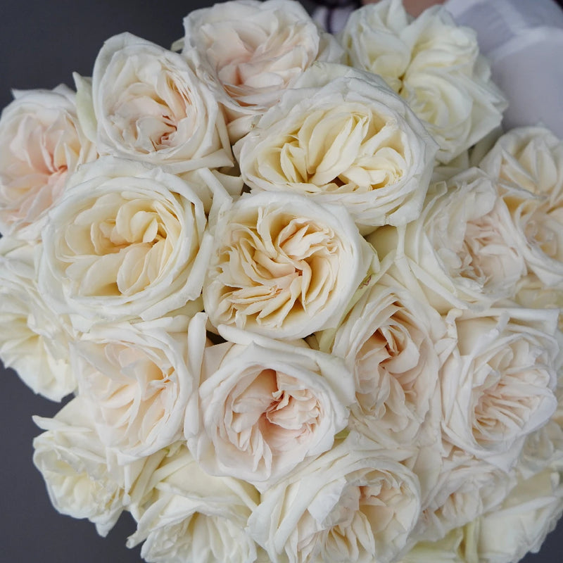 Garden Rose - White Ohara (20 Stems)