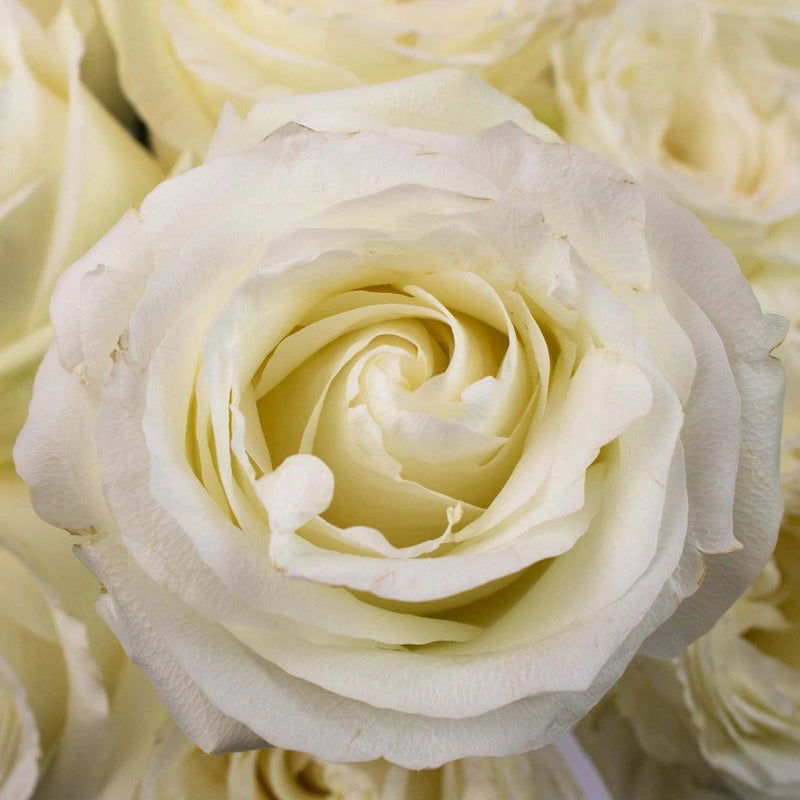 Rose - Proud White (20 Stems)