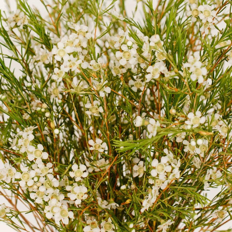 Chamelaucium - White Wax Flower (25 Stems)