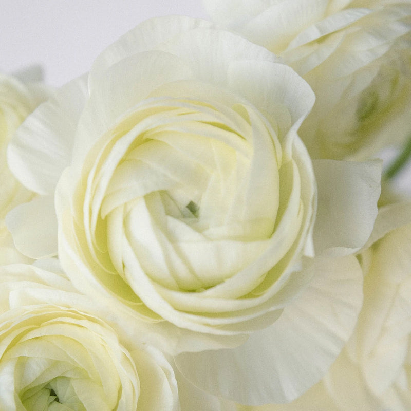 Ranunculus - Champagne (10 Stems)