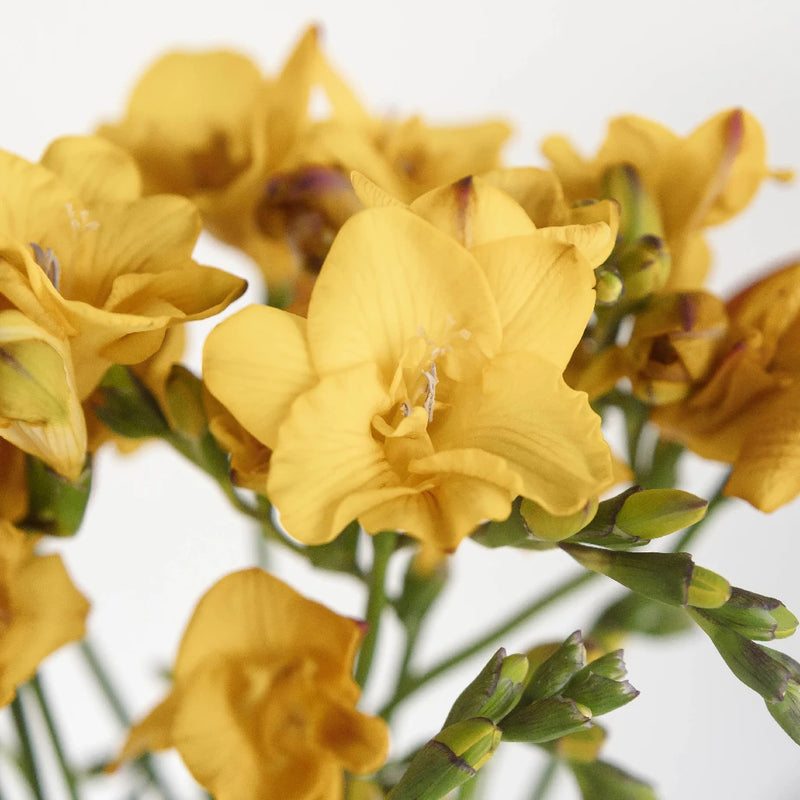 Yellow Freesia Flower (10 Stems)