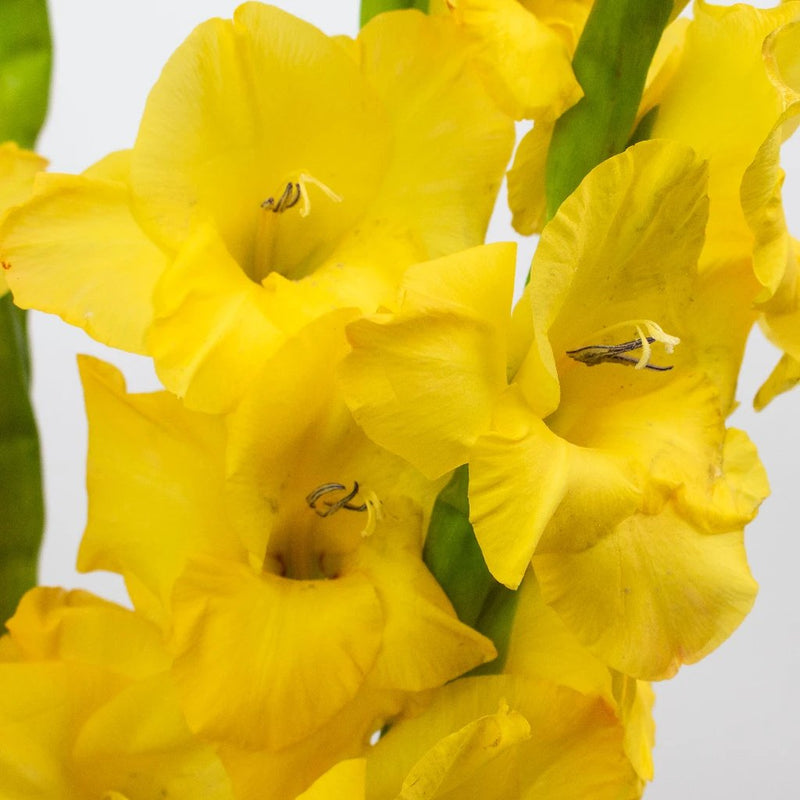 Gladiolus - Yellow (5 Stems)