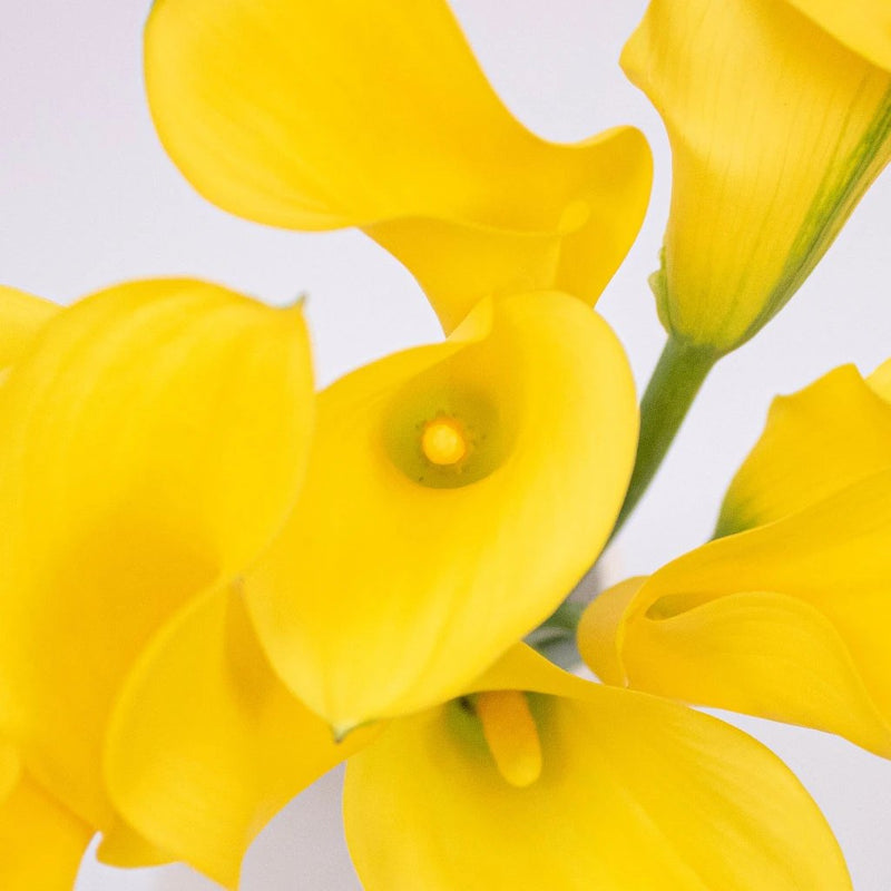 Calla Lily - Golden Yellow (10 Stems)