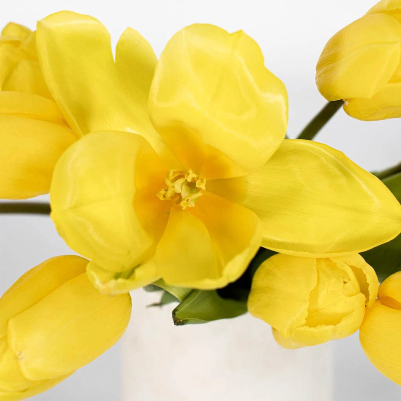 Tulips - Fresh Yellow (10 Stems)